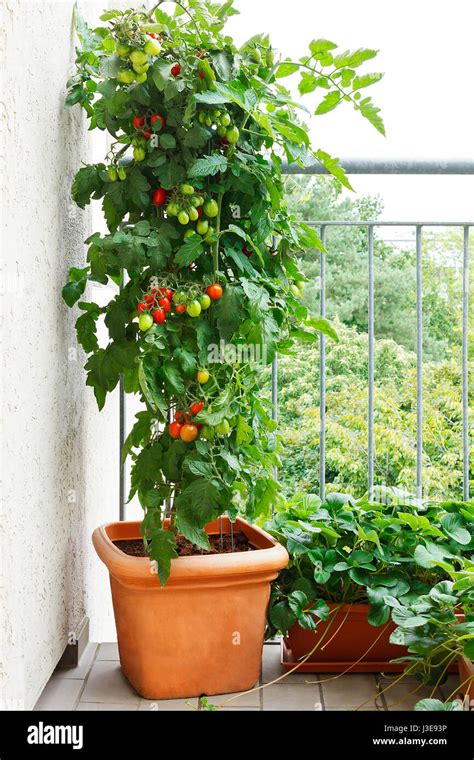 Plante de tomate en pot sur un balcon
