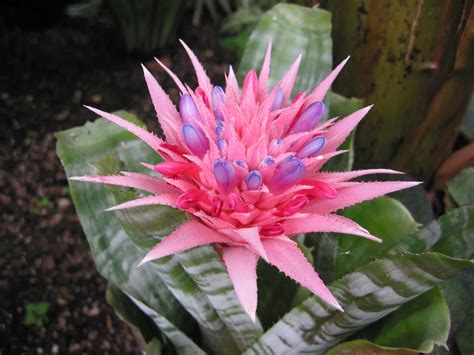 Aechmea fasciata en fleur dans un intérieur lumineux