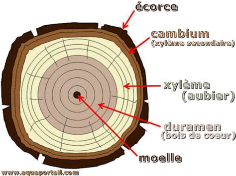 Schéma illustrant la zone de croissance (cambium) d'un arbre pour une application optimale du produit