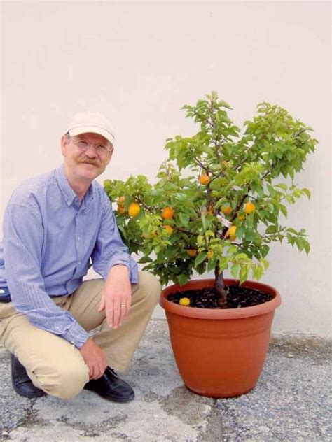 Abricotier en pot sur une terrasse