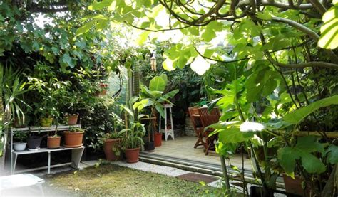 Jardin créole avec diverses plantes