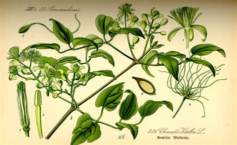 Illustration de la Clematis vitalba dans son habitat naturel