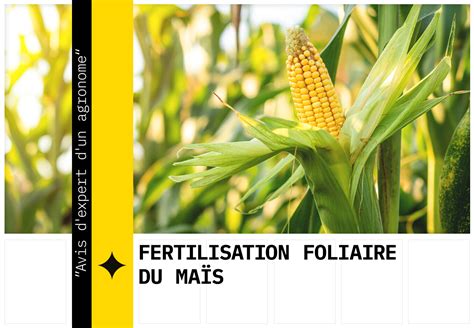 Schéma d'application des traitements foliaires