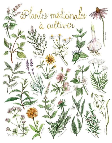 Illustration d'un jardin de plantes médicinales et fleurs sauvages en France