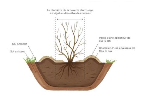 Schéma illustrant les étapes de plantation d'un arbuste en pleine terre