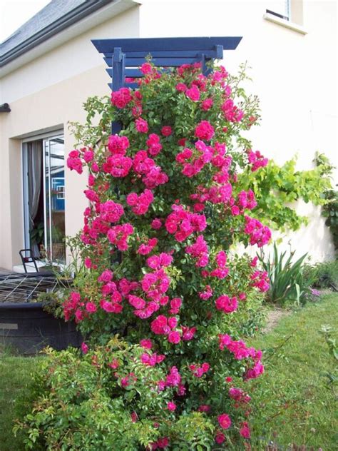 Un rosier grimpant en pleine floraison sur une structure en bois dans un jardin belge
