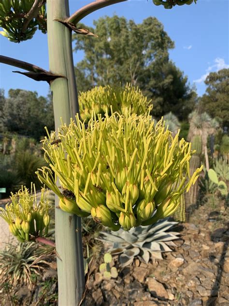 Photo d'un agave en pleine floraison