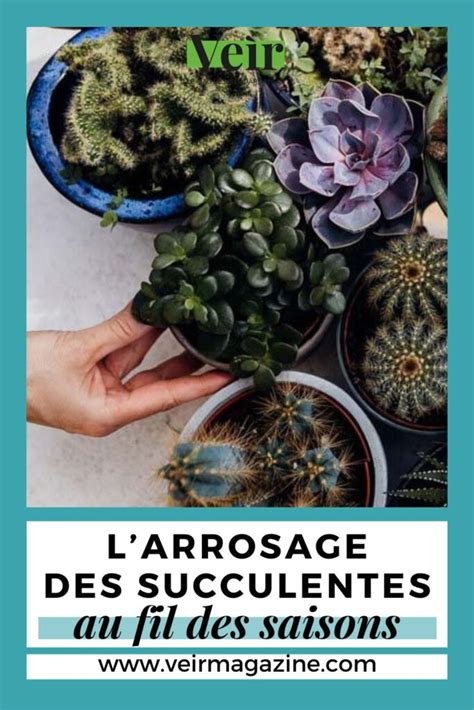 Infographie comparative des besoins en arrosage des succulentes