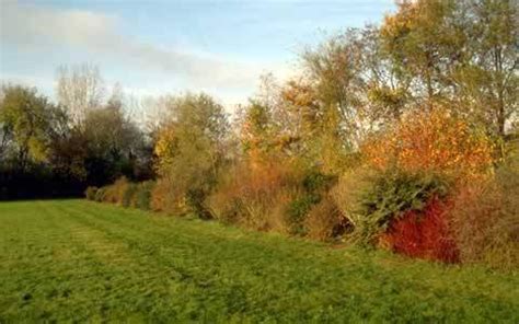 paysage bocager avec haies