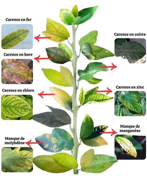 Schéma des carences nutritionnelles sur les feuilles d'agrumes