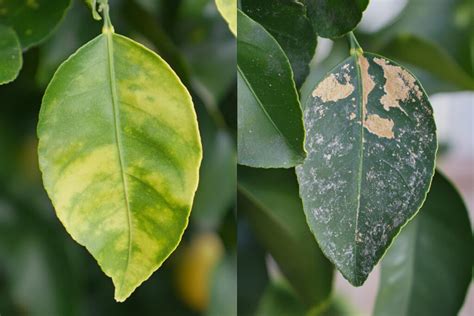 Feuille de citronnier présentant des taches brunes