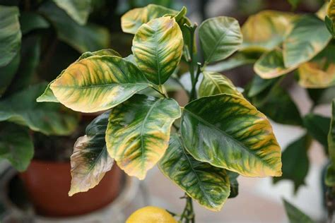 Diagramme de diagnostic pour les feuilles de citronnier malades