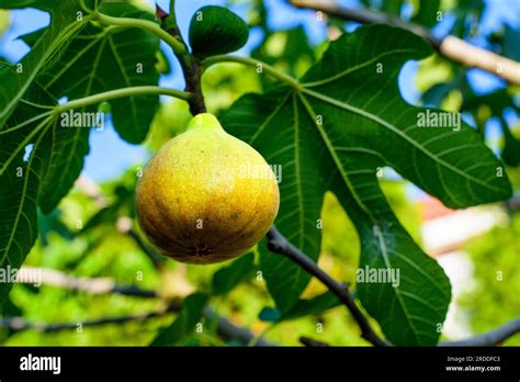 Gros plan sur des figues unifères mûres sur une branche