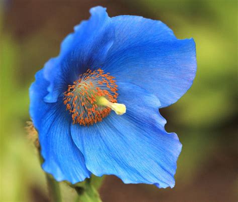 Champ de pavot bleu