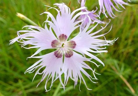 Différentes couleurs d'œillets (Dianthus)