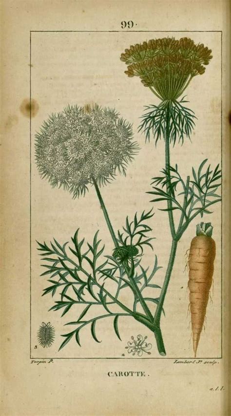 Illustration botanique de la carotte sauvage
