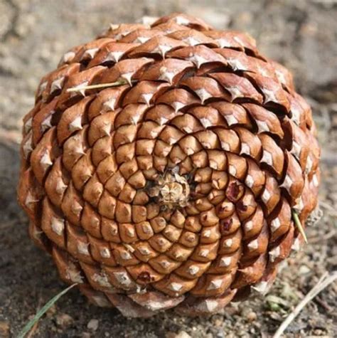 Disposition en spirale des écailles d'une pomme de pin