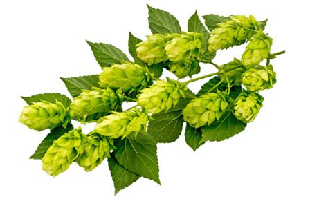 Cônes de houblon