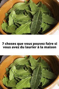 Feuilles de Pimenta dioica utilisées en cuisine ou en infusion