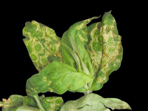 Illustration macroscopique montrant des taches nécrotiques caractéristiques de l'anthracnose sur un feuillage de pêcher avec présence de spores