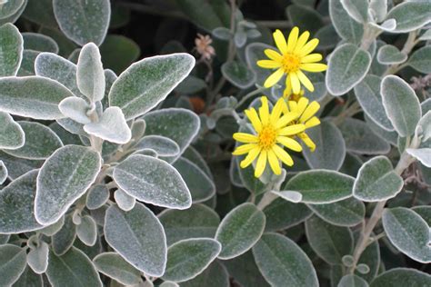 Gros plan sur le feuillage argenté du Brachyglottis 'Sunshine'