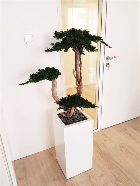 Bonsaï stabilisé Juniperus dans un intérieur moderne