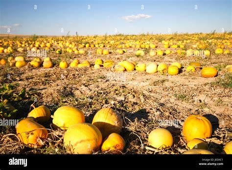 Champ de melons ensoleillé