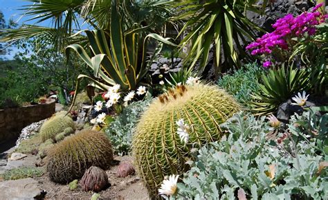Jardin méditerranéen avec des plantes grasses