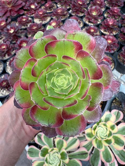 Rosettes d'Aeoniums aux couleurs variées