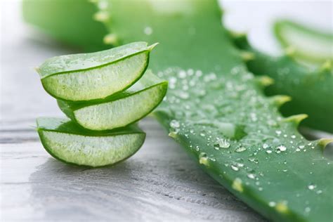 Feuilles d'Aloe vera avec des propriétés médicinales