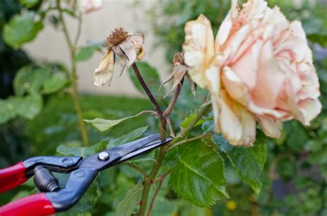 Rosier en pleine floraison avec quelques fleurs fanées