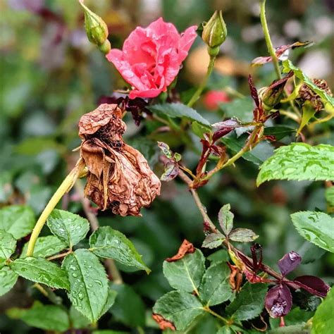 Gros plan sur une fleur de rosier fanée