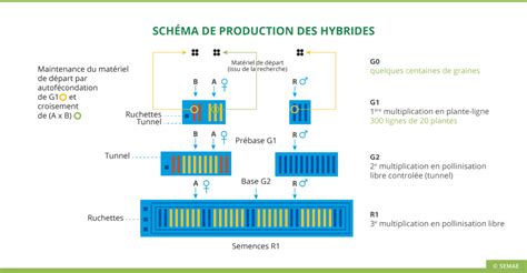 Schéma de production d'hybrides F1