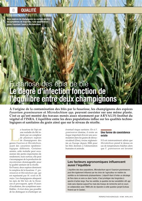 Épis de blé affectés par la fusariose