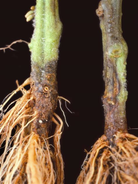 Plante de tomate atteinte de fusariose