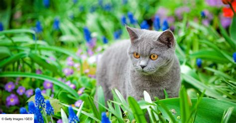 Variété de plantes et d'accessoires pour animaux