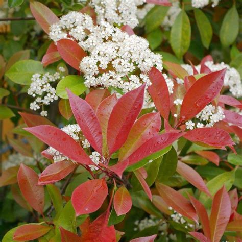 Photinia x fraseri 'Red Robin' aux jeunes pousses rouges