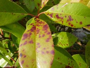 Feuilles de Photinia atteintes par l'entomosporiose