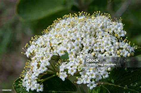 Gros plan sur une inflorescence d'hortensia