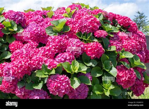 Hortensia macrophylla avec des fleurs roses
