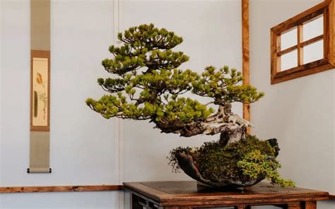 Arbre bonsaï style droit formel