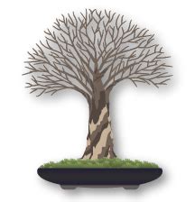 Arbre bonsaï style balai