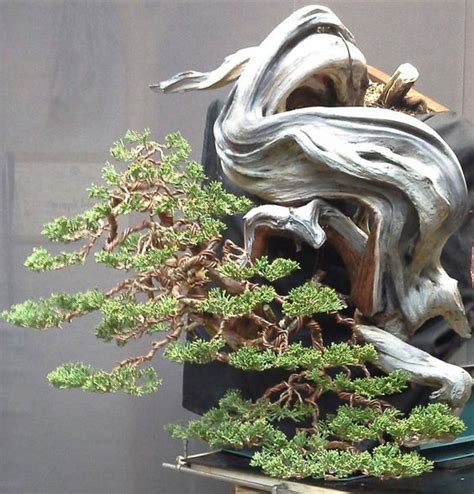 Arbre bonsaï style cascade