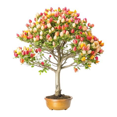 Arbre bonsaï avec fleurs