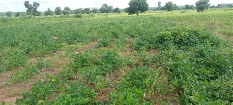Champ de niébé en pleine phase de croissance montrant la densité foliaire