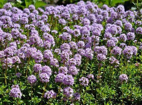 Thym serpolet en tapis fleuri