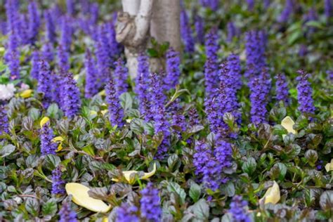 Feuillage coloré de la bugle rampante