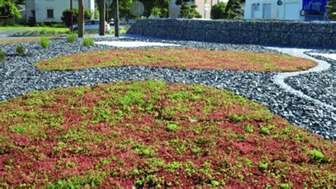 Tapis de sedum spurium fleuri