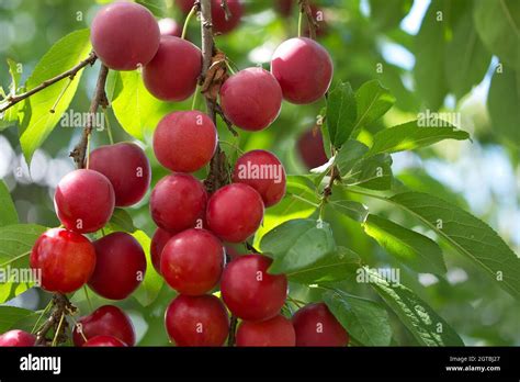 Gros plan sur des prunes Imperial Rouge mûres sur l'arbre