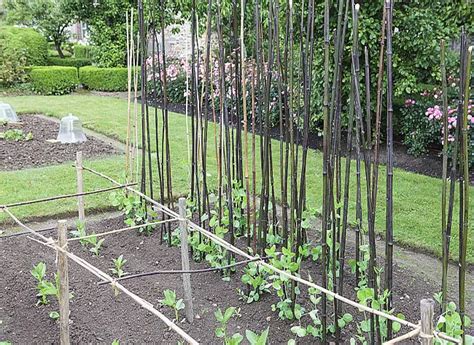Tuteurage des pois nains avec des branches de noisetier